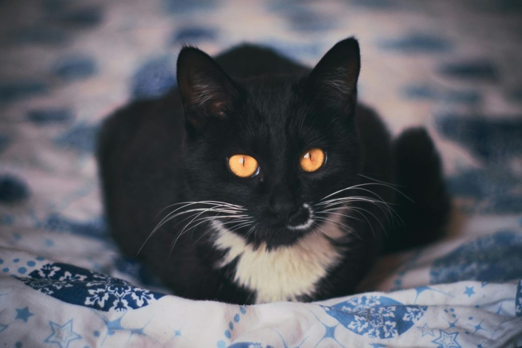 La historia del gato espía de la CIA que costó 20 millones de dólares 124 La historia del gato espía de la CIA que costó 20 millones de dólares