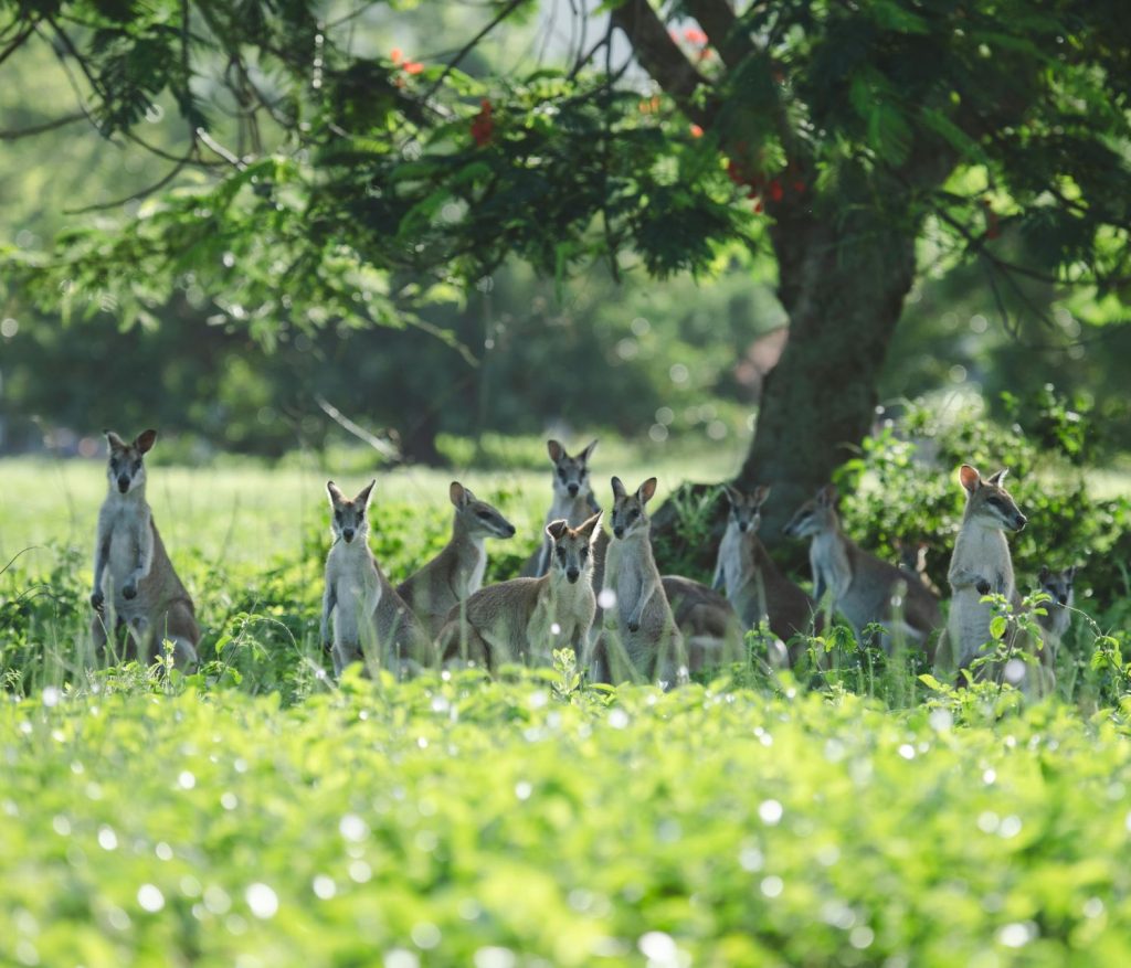 La reproducción del canguro es increíble: un pene bífido y tres vaginas entran en juego 13 La reproducción del canguro es increíble: un pene bífido y tres vaginas entran en juego