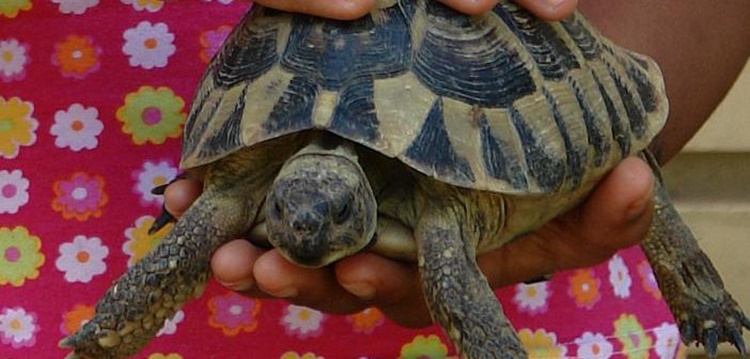 Animal exótico mascota