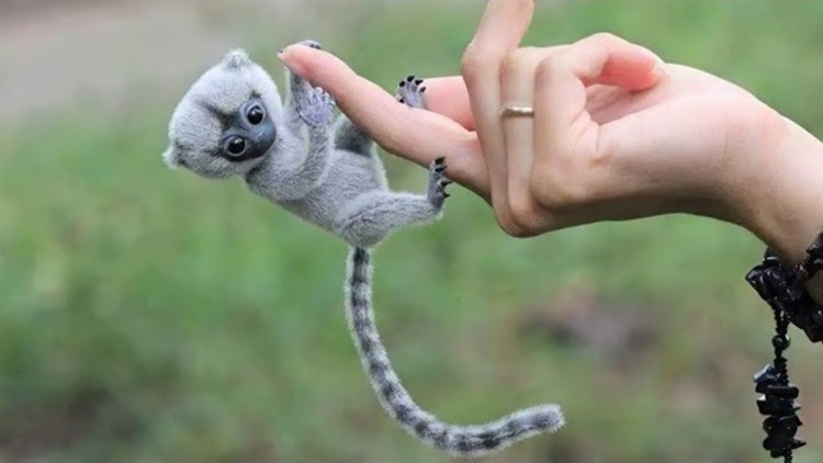 Animal ley bienestar mascotas