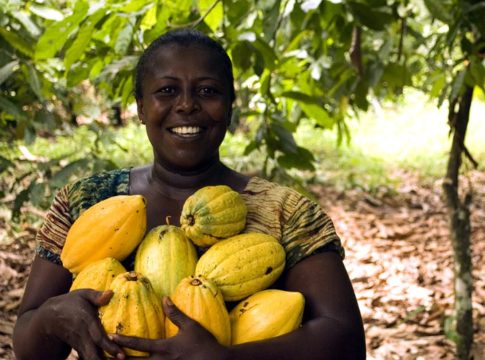 El precio del cacao se dispara y empobrece a los agricultores El precio del cacao se dispara y empobrece a los agricultores