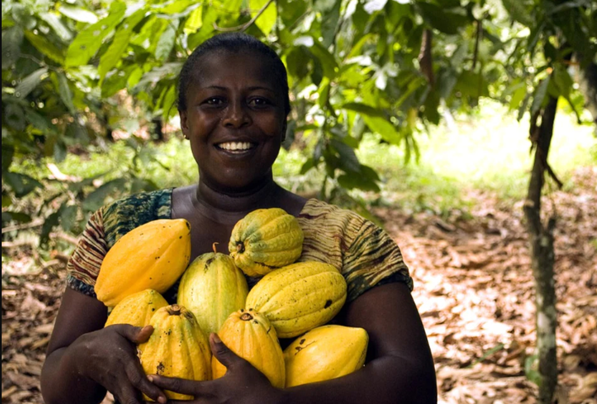 El precio del cacao se dispara y empobrece a los agricultores El precio del cacao se dispara y empobrece a los agricultores
