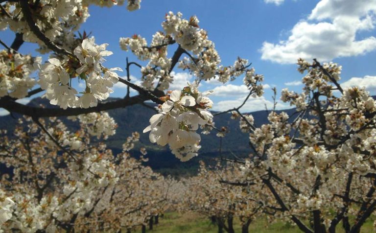 El pueblo español en el que te sentirás como en Japón con sus preciosos cerezos en flor