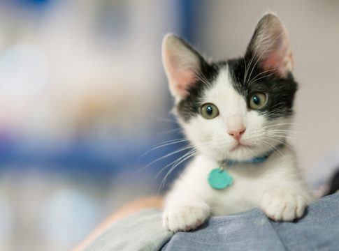 Cómo quitar fácil los pelos de tu perro o tu gato de la ropa o el sofá