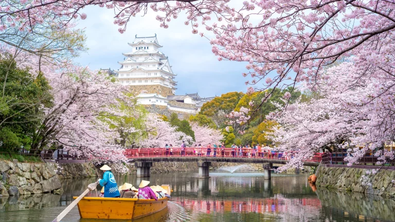 Descubre qué es el Hanami, la tradición japonesa relacionada con los cerezos en flor que puedes hacer en España