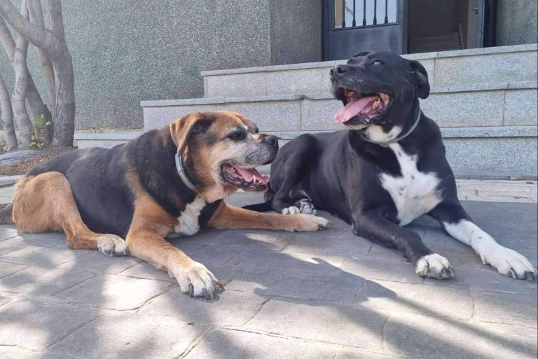 Amazdog es una app para las mascotas