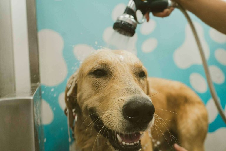 Chapoteando ofrece distintos servicios para alentar el bienestar y cuidado mascotas en España