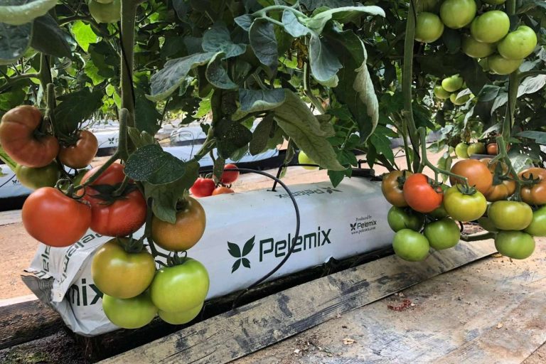 Agricultura sostenible con Pelemix; cultivos hidropónicos para luchar contra la sequía y el medioambiente