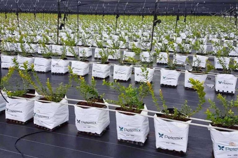 Los últimos avances en el cultivo de frutas blandas con las soluciones Open Tops de Pelemix