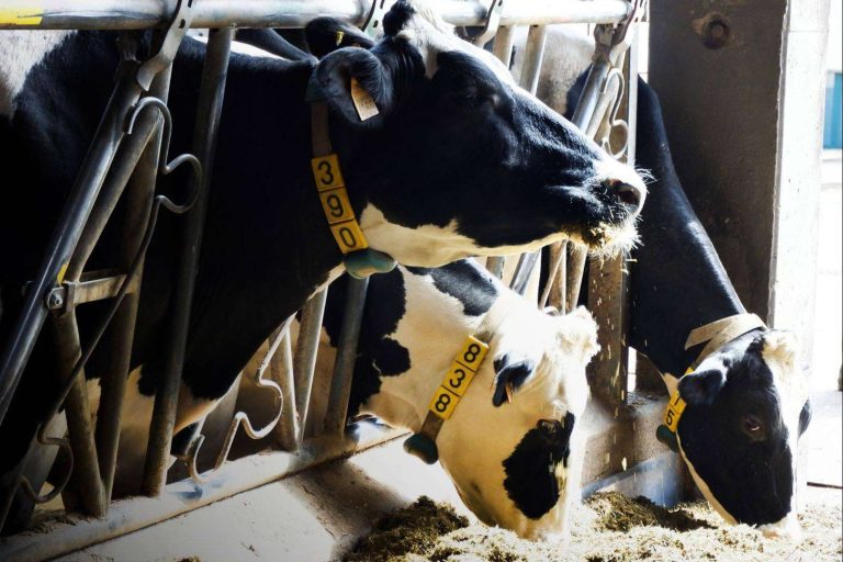 Ucoga, especialistas con experiencia, liderazgo y calidad de gestión en seguros agrarios