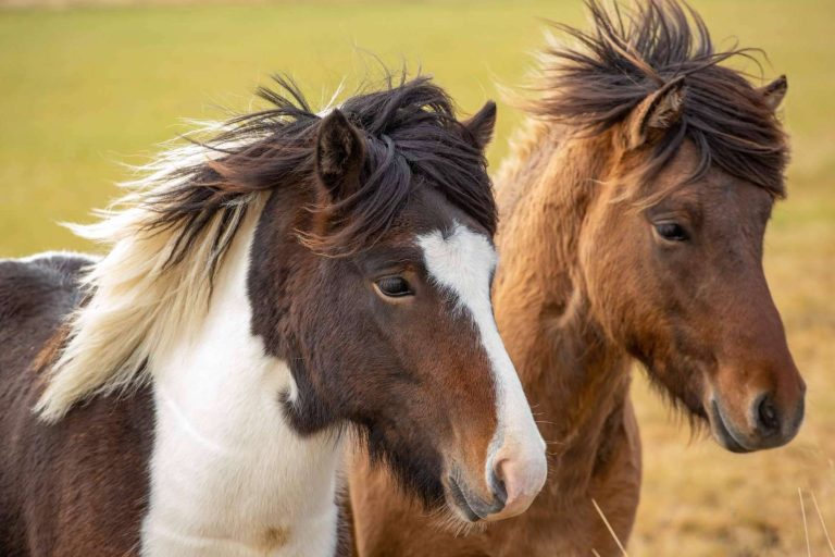 Los expertos de Aldu Experience permiten conocer cada rincón de Islandia