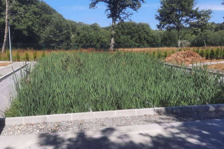 Los humedales, una alternativa medioambiental de reciclaje de aguas residuales, GoldProjects