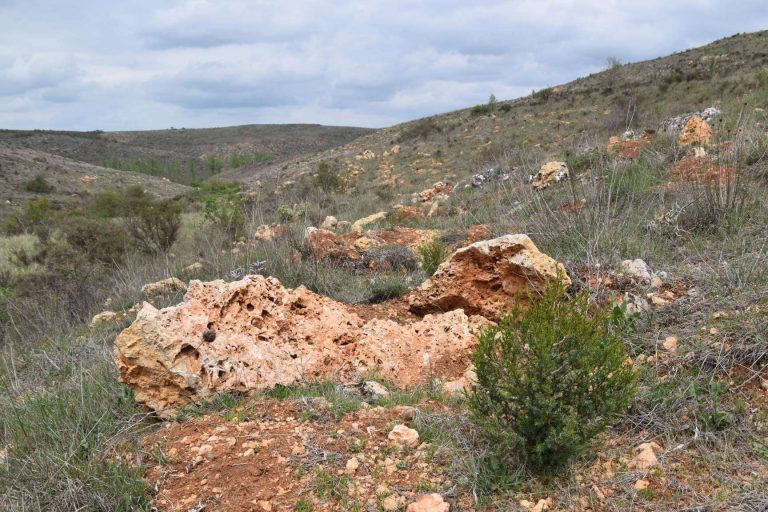 Gran demanda de las ayudas para producciones forestales de alto valor en Castilla y León