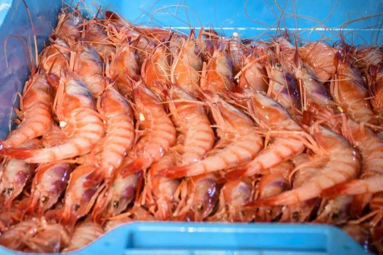 Adquirir pescado y marisco fresco de calidad en Lonja de Ayamonte