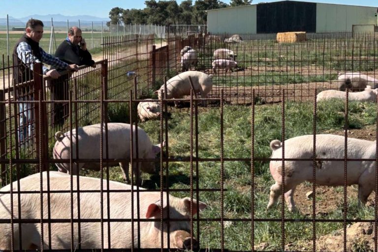 Granjas San Antonio, la excelencia en la carne de cerdo ecológico