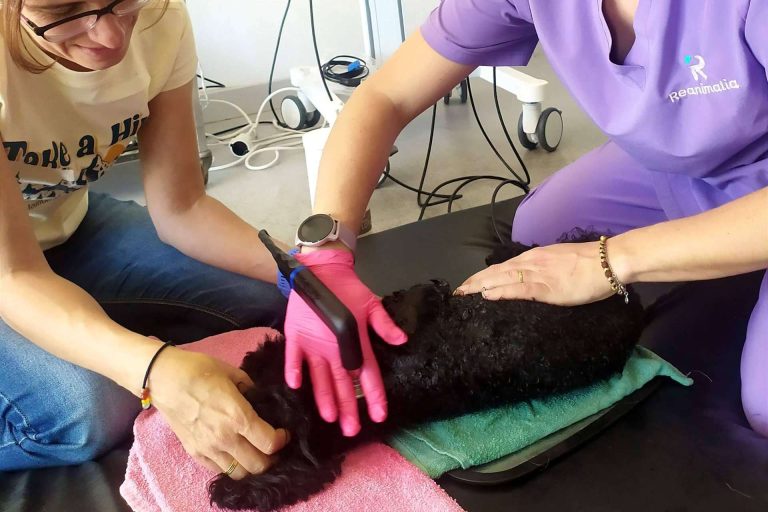 Ventajas de la radiofrecuencia INDIBA en el mundo veterinario, por Reanimalia