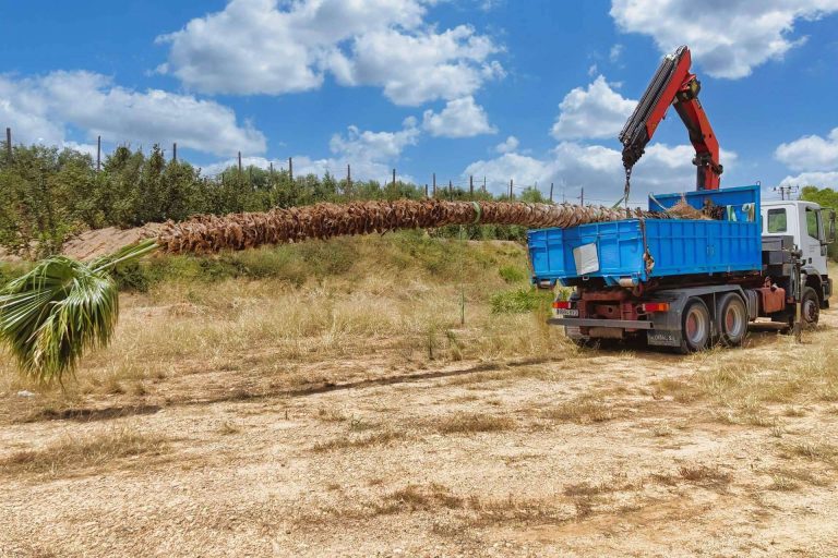 Tropicalia Garden se consolida como socio mayorista referente de palmeras y plantas ornamentales