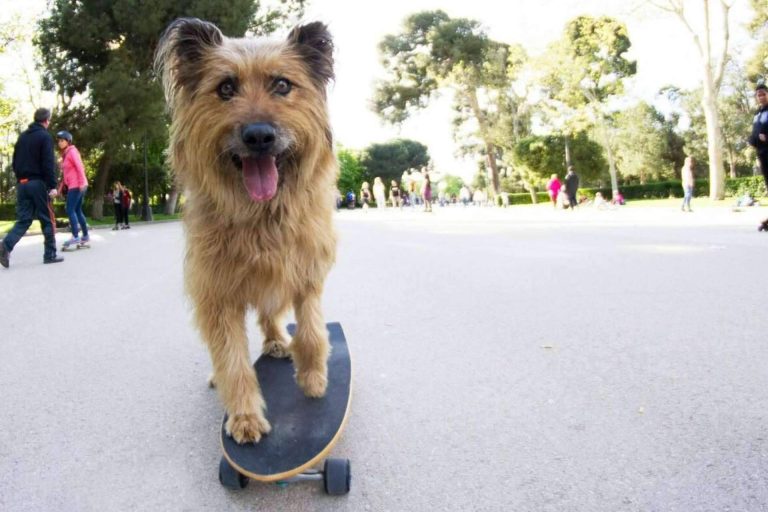 Amazdog se posiciona por 4° año consecutivo como líder de adopciones en España