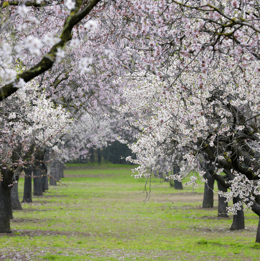 Quinta de Los Molinos: El Parque Secreto de Madrid que florece en primavera 3 quinta los molinos
