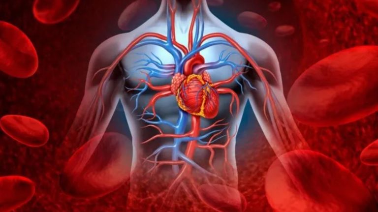 ¿Cuánta sangre tiene un ser humano en el cuerpo y cuánta podemos perder sin morir?