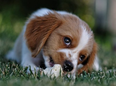 seguro obligatorio documentación mascota