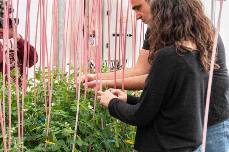 IBMCP identifica un gen que controla la producción de flores y frutos en plantas leguminosas