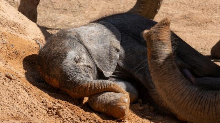 Bioparc Valencia somete a votación ciudadana el nombre de una nueva cría de elefante