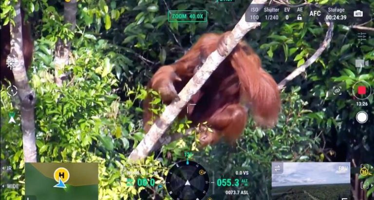 Cómo las cámaras térmicas y la IA de los drones ayudan a actualizar el censo de los orangutanes en Borneo