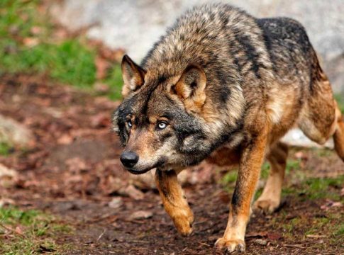 Los ganaderos españoles en pie de guerra exigen a la UE medidas urgentes para proteger sus rebaños de los ataques de lobos Los ganaderos españoles en pie de guerra exigen a la UE medidas urgentes para proteger sus rebaños de los ataques de lobos