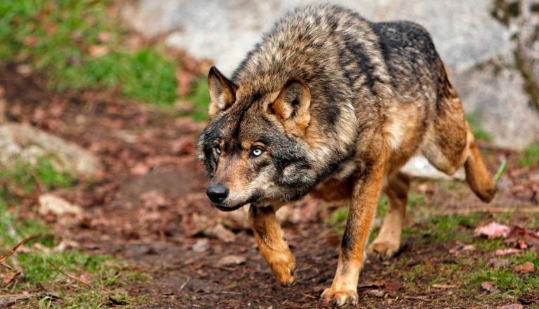 Guerra entre ganaderos y ecologistas por el ataque del lobo en Madrid