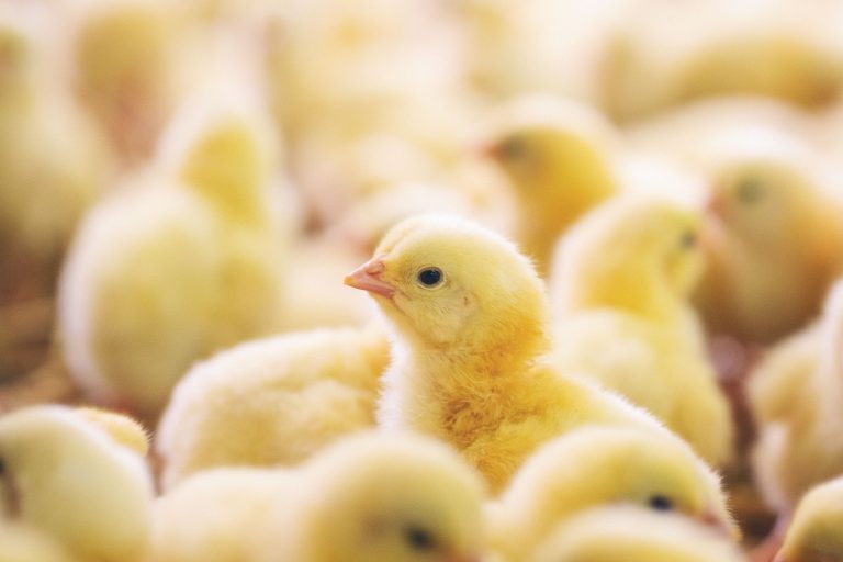 Veganuary celebra la 'Semana sin Pollo' para promover las alternativas vegetales a la carne y los huevos