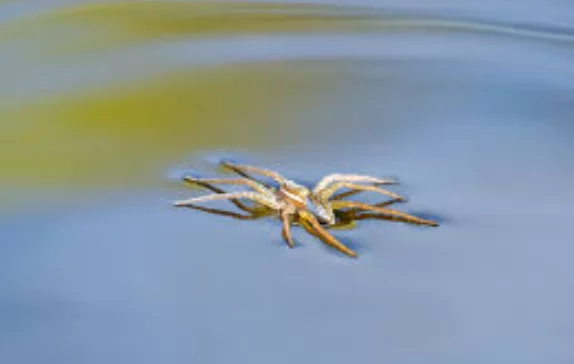 Es posible caminar sobre el agua y estos 5 animales te lo demuestran