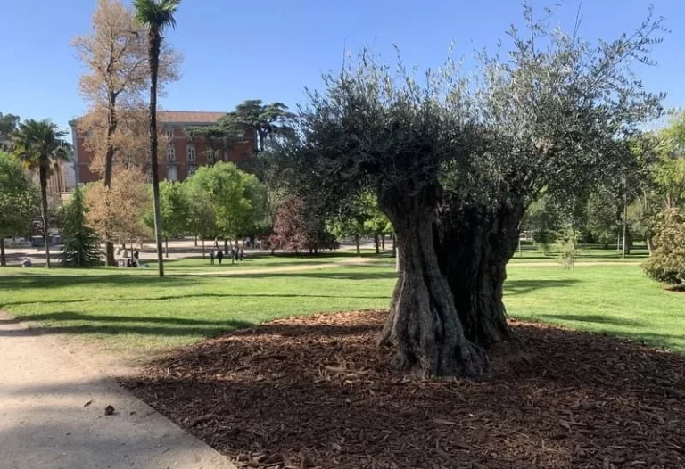 Este árbol de El Retiro tiene más años que el propio parque de Madrid