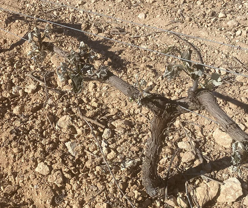 Los sembradíos en riesgos por las heladas y las importaciones 1 EuropaPress 5914067 imgen vinas heladas