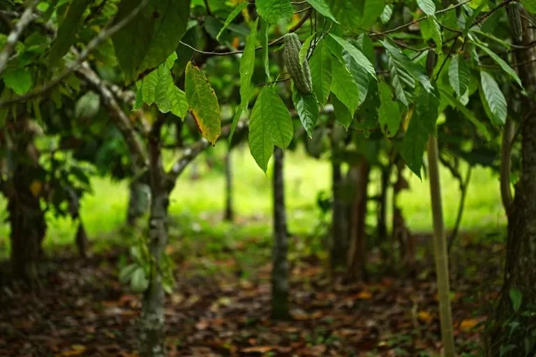 Impacto del aumento de precios del chocolate en los consumidores