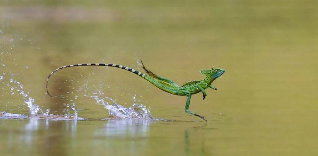 Es posible caminar sobre el agua y estos 5 animales te lo demuestran