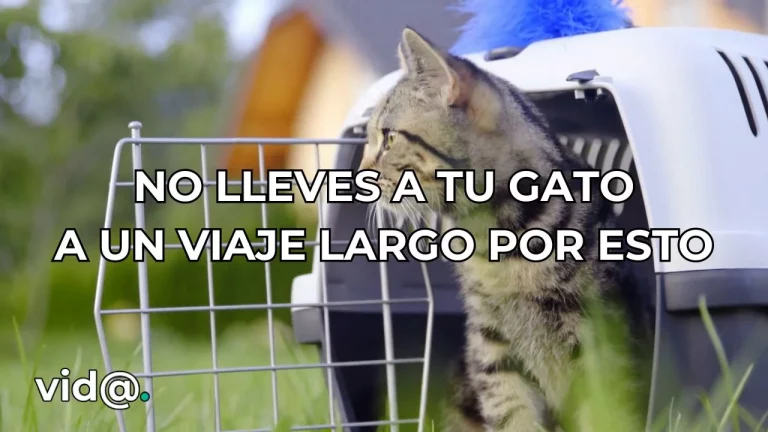 No lleves a tu gato a un viaje largo por esto..