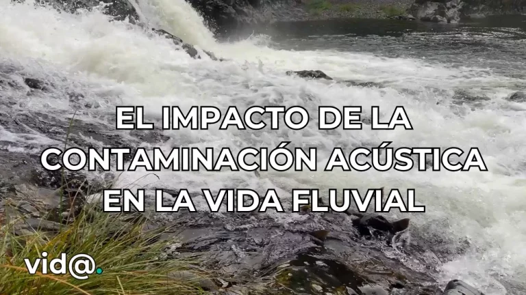 El impacto de la contaminación acústica en la vida fluvial