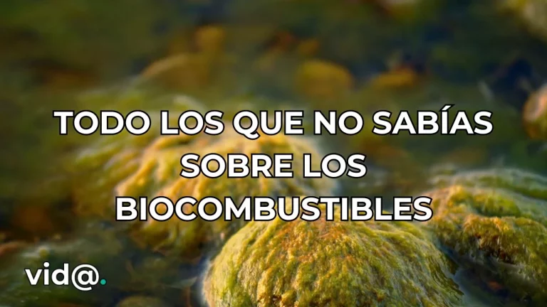 Todo lo que no sabes sobre los biocombustibles