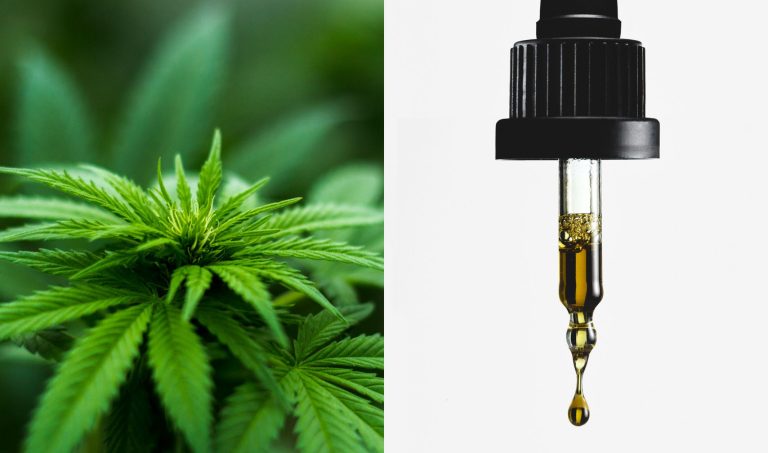 Reivindicar y normalizar: las claves del ‘420’ más informativo en la era dorada del CBD terapéutico