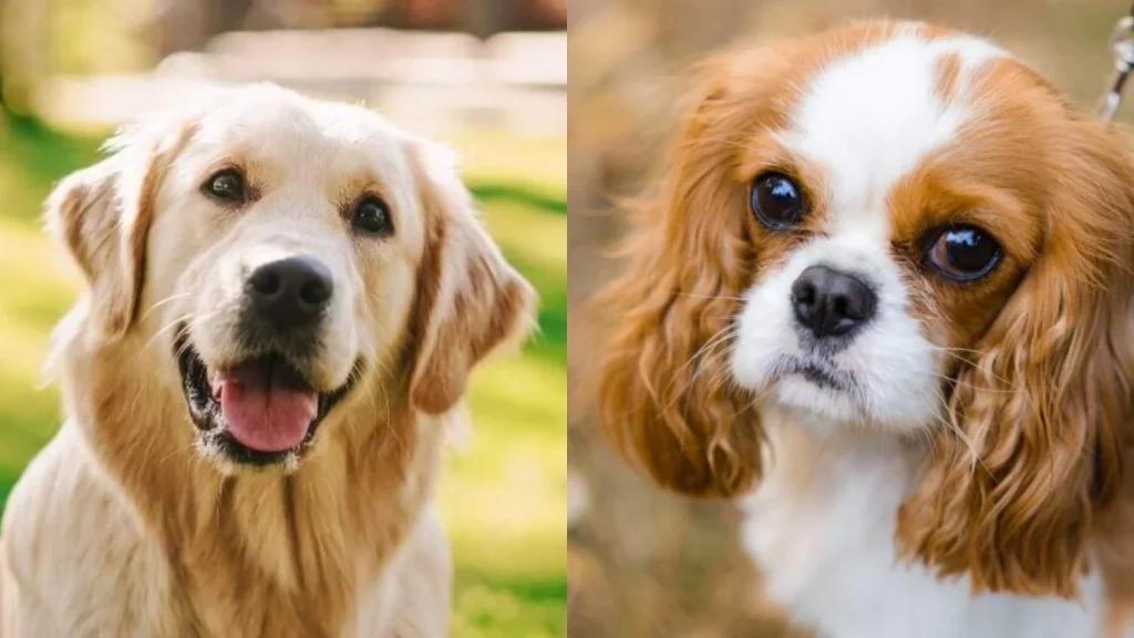 El Golden Retriever y Cavalier King Charles Spaniel, entre los perros más cariñosos