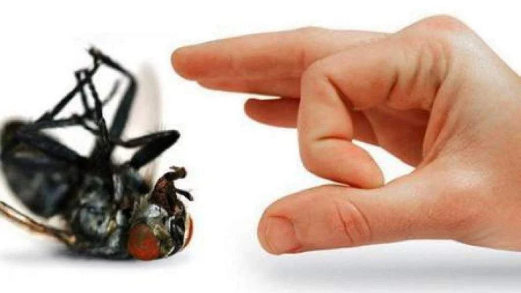 El método infalible para erradicar a las moscas de tu hogar 2 Otros pasos muy eficientes para ahuyentar a las moscas