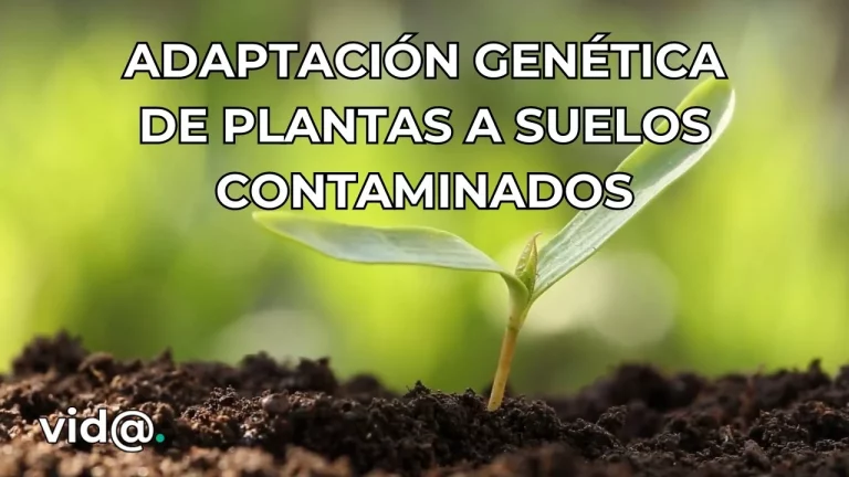 La adaptación genética de plantas a suelos contaminados