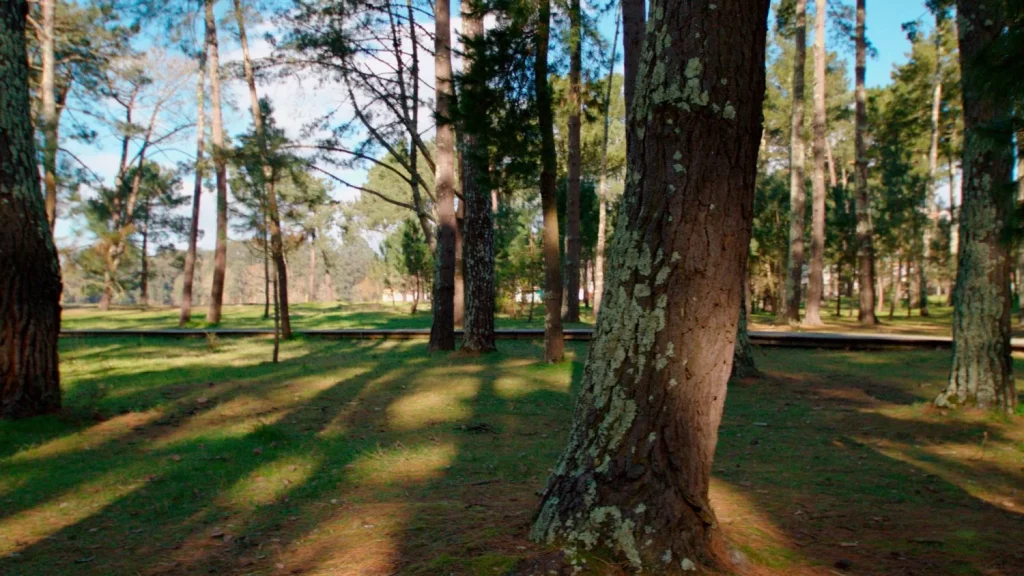 Naturgy se suma a la lucha por la reforestación en España 1 fotos bosque Naturgy 00002