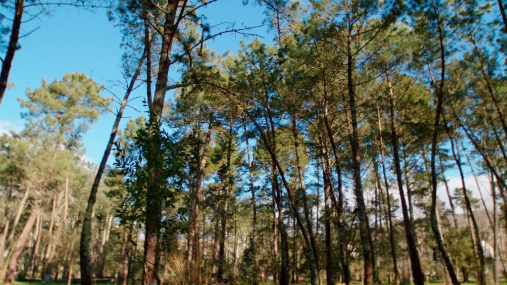Naturgy se suma a la lucha por la reforestación en España 2 fotos bosque Naturgy 00004