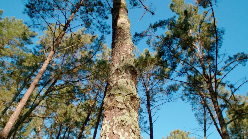 Naturgy se suma a la lucha por la reforestación en España 3 fotos bosque Naturgy 00005