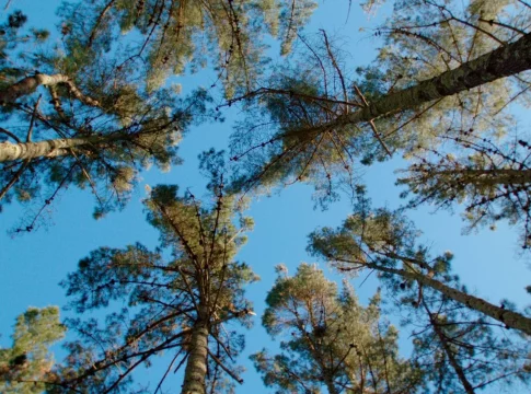 fotos-bosque-Naturgy-00006 Los esfuerzos de Naturgy por la sostenibilidad no se detienen