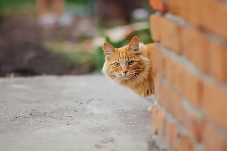Cómo encontrar a nuestro gato si se escapa de casa