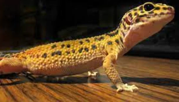 Es posible caminar sobre el agua y estos 5 animales te lo demuestran