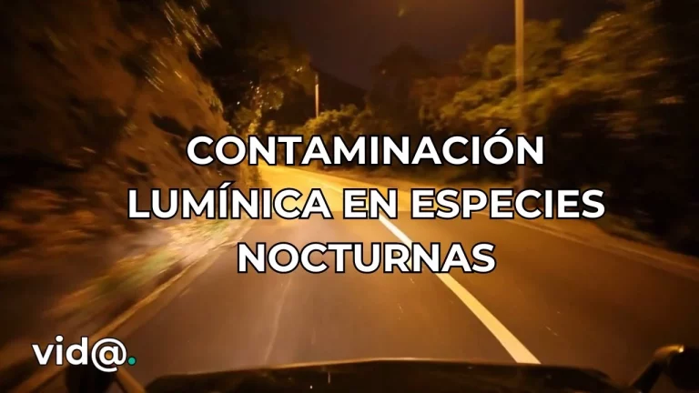 Los efectos de la contaminación lumínica en la genética de especies nocturnas